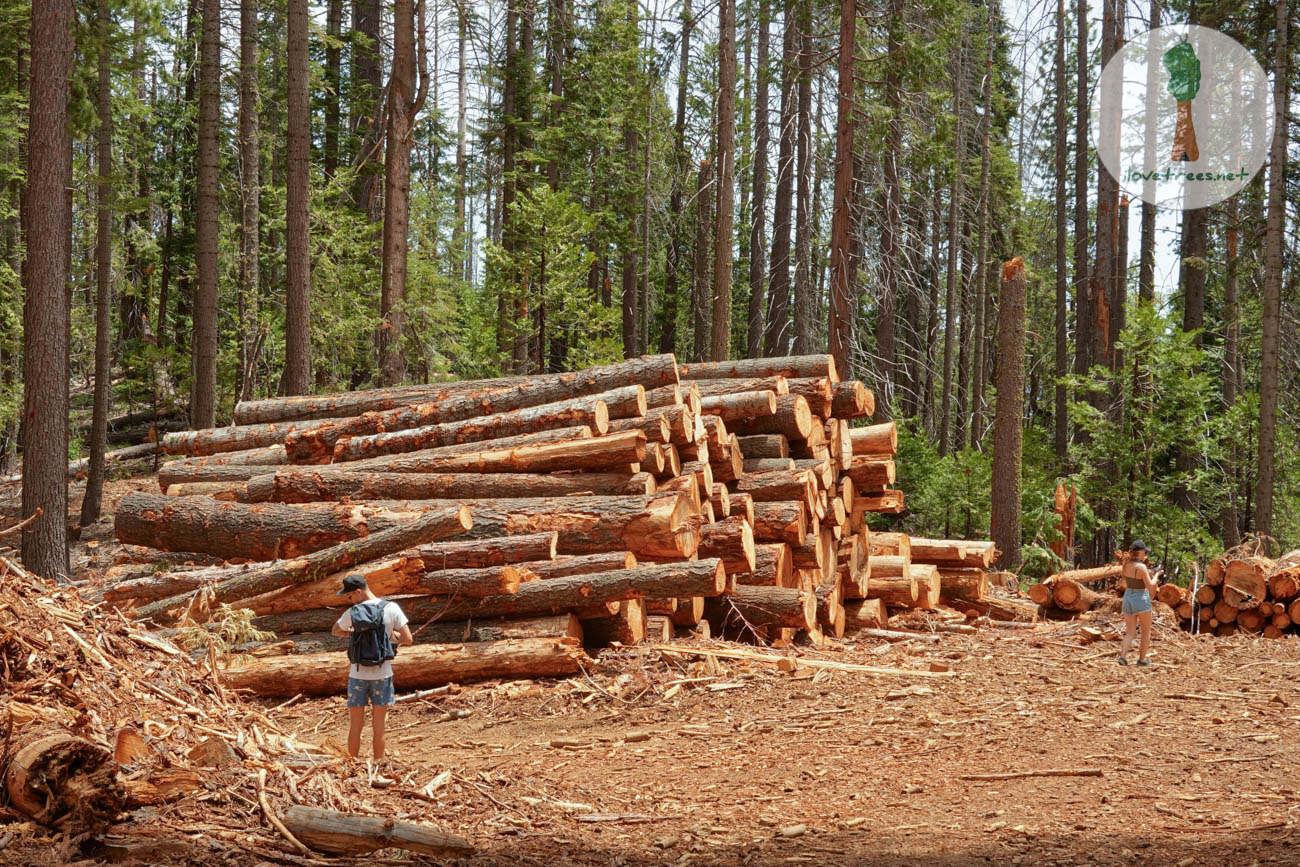Merced Grove Logging
