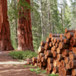 Sequoia Grove Logging