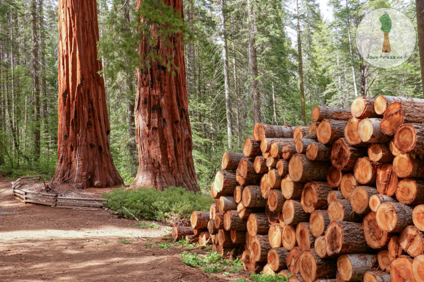 Sequoia Grove Logging