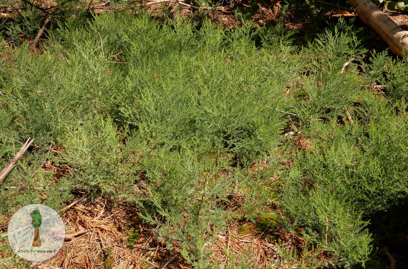Pine Ridge Sequoia Seedlings 2023