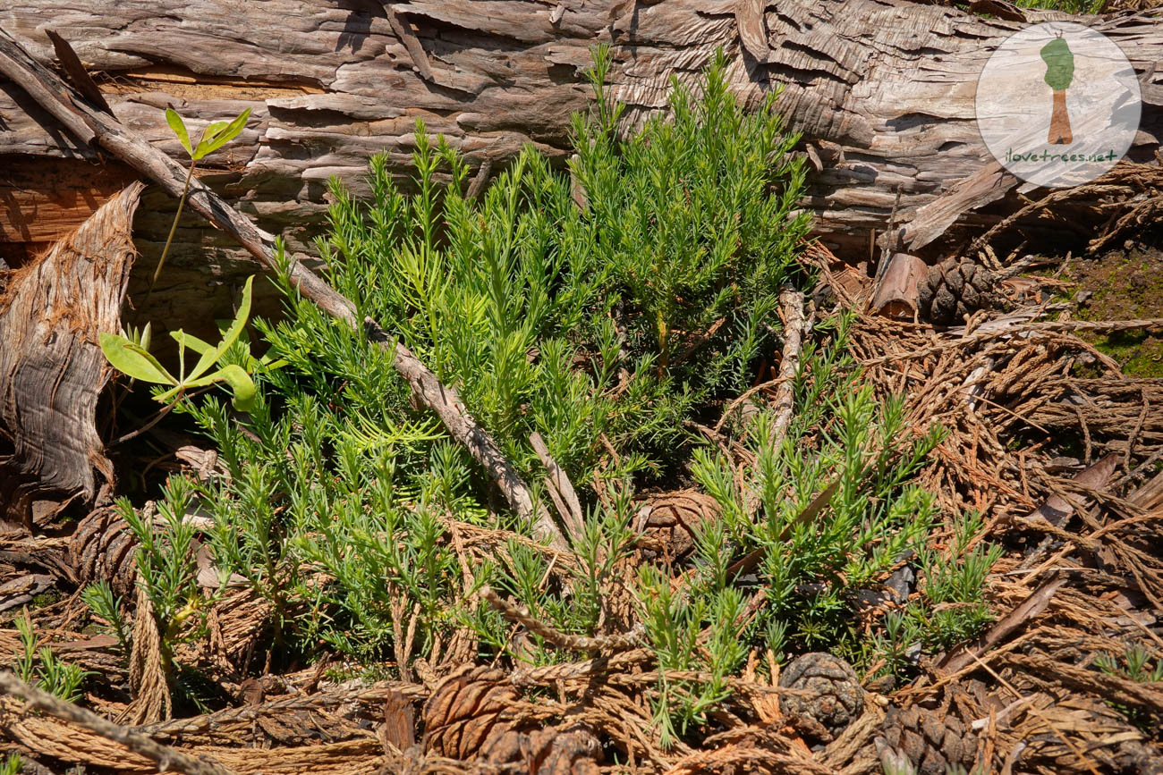 Suwanee Sequoia Seedlings 2023