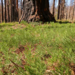 Sequoia Seedlings in Redwood Mountain Grove