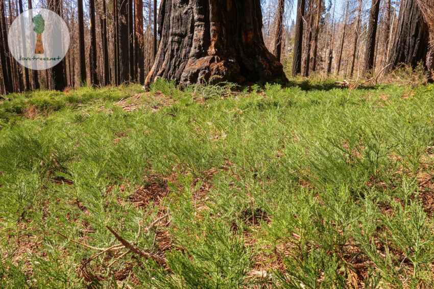 Sequoia Seedlings in Redwood Mountain Grove