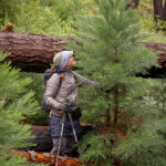 Sequoia Seedlings and Saplings in Agnew Grove