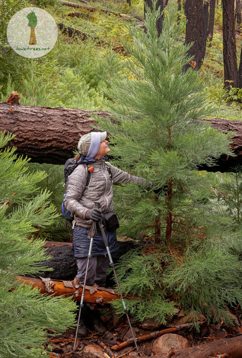 Sequoia Seedlings and Saplings in Agnew Grove