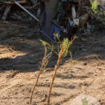 Giant Sequoia Seedlings Bulldozed and Killed in Black Mountain Grove