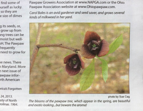 Published pawpaw photo by Sue Cag