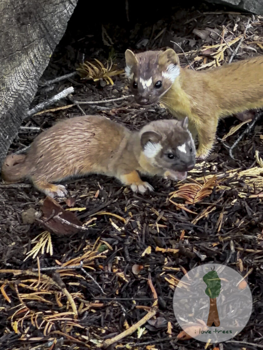 Weasels in the sequoias