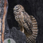 Spotted Owl in a Giant Sequoia
