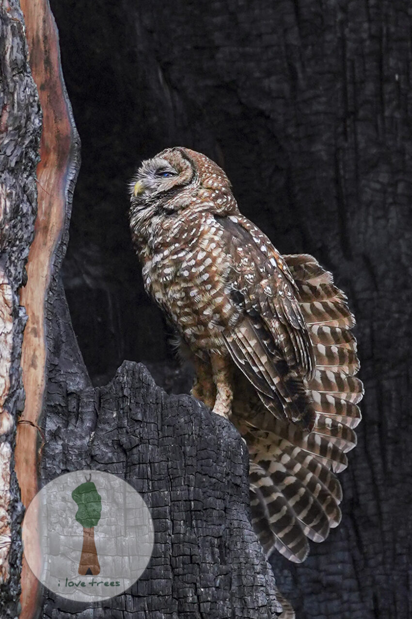 Spotted Owl in a Giant Sequoia