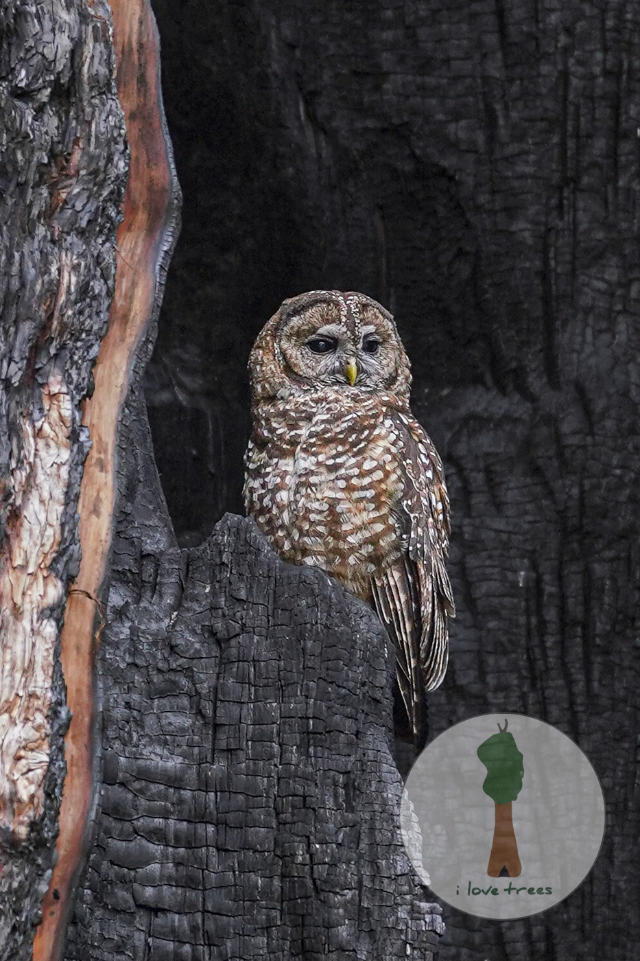 Spotted Owl in a Giant Sequoia