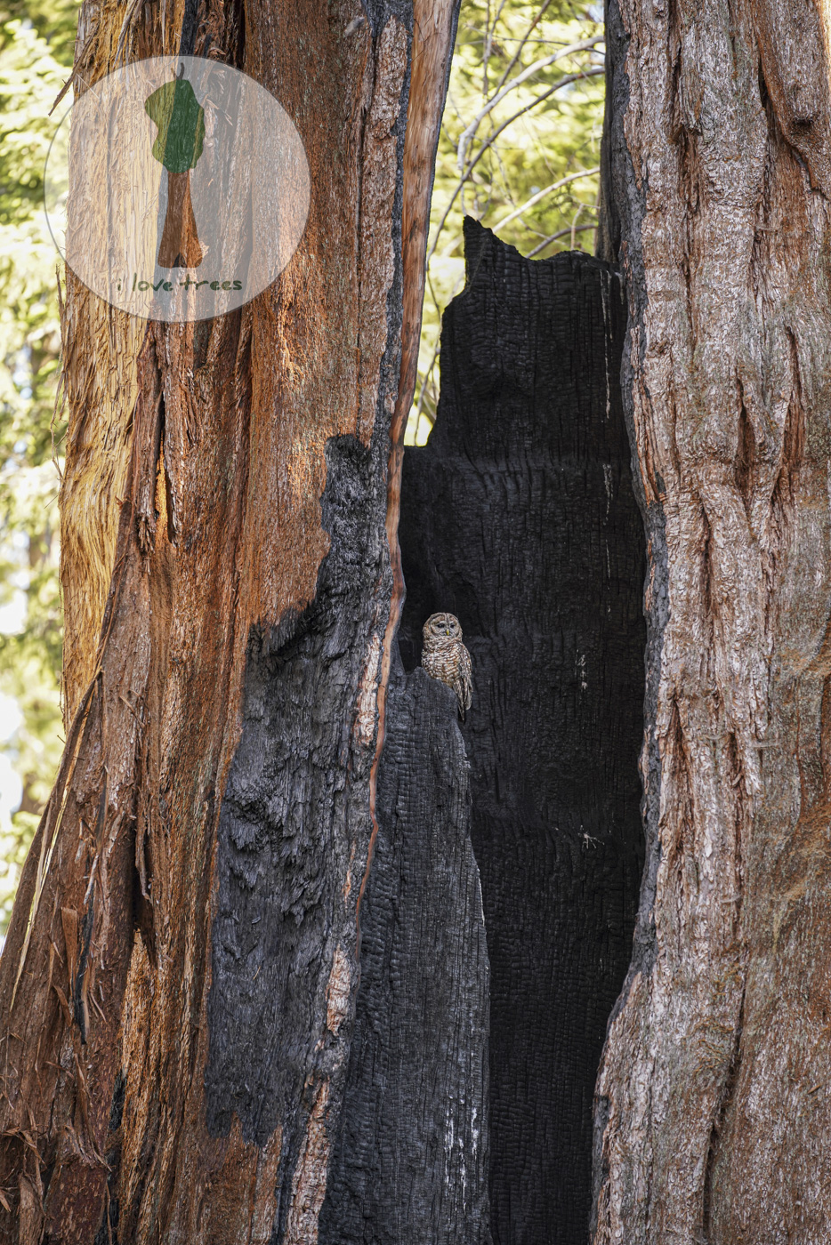 Spotted Owl in a Giant Sequoia