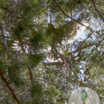 American Goshawk Fledging