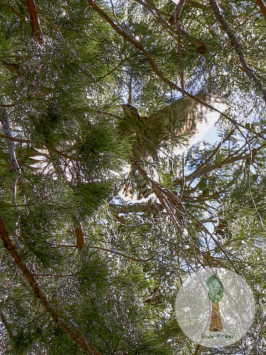 American Goshawk Fledging